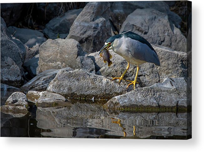 Black Crowned Night Heron Acrylic Print featuring the photograph Black Crowned Night Heron 3 by Rick Mosher