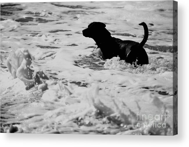 Dog Acrylic Print featuring the photograph Surfer's Black Dog by Debra Banks