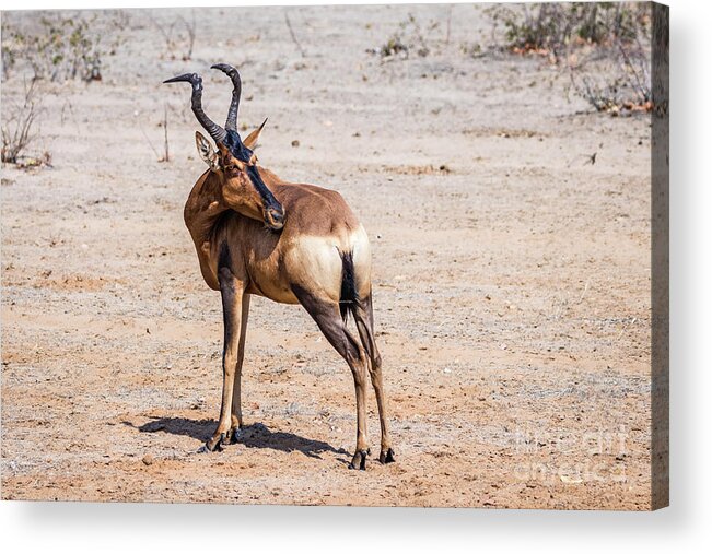 Impala Acrylic Print featuring the photograph Black faced impala, Namibia by Lyl Dil Creations