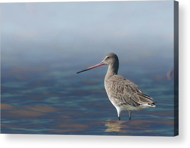 Feather Acrylic Print featuring the photograph Black-tailed Godwit by Santanu Nandy