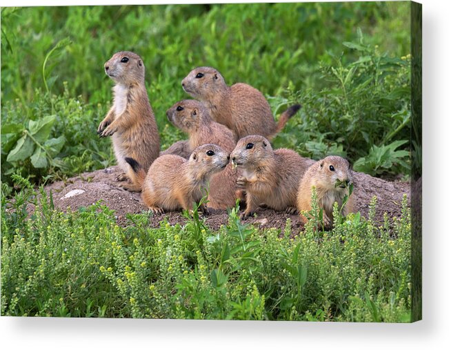 Adult And Young Acrylic Print featuring the photograph Black-tailed Prairie Dog Family At Den by Ivan Kuzmin
