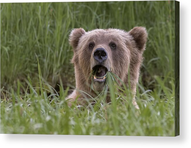 Grizzly Acrylic Print featuring the photograph Blondie by Patrick Arrigo