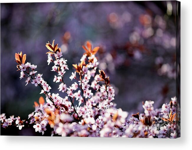 Cherry Blossoms Acrylic Print featuring the photograph Blooming Spring Blossoms by Lara Morrison
