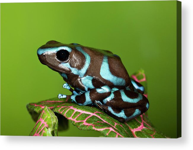 Animal Themes Acrylic Print featuring the photograph Blue And Black Dart Frog, Dendrobates by Adam Jones