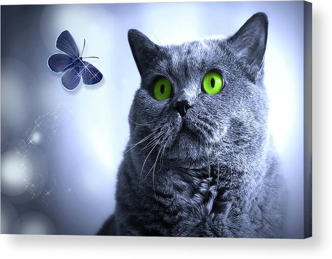Cat Acrylic Print featuring the digital art Blue and the Butterfly by Doreen Erhardt