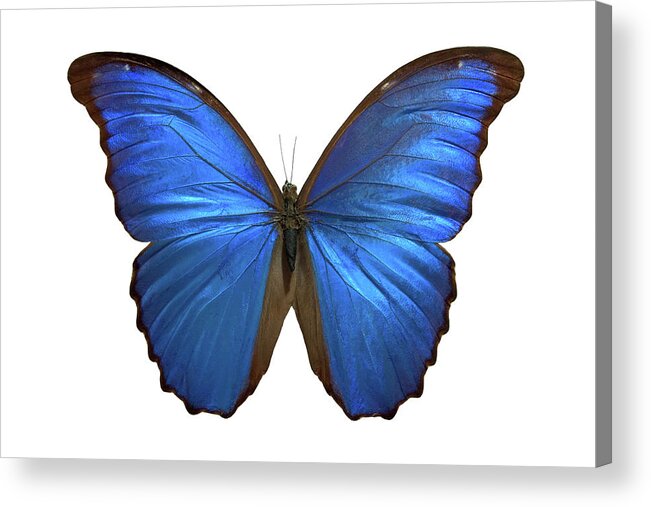 Insect Acrylic Print featuring the photograph Blue Butterfly by Gchutka
