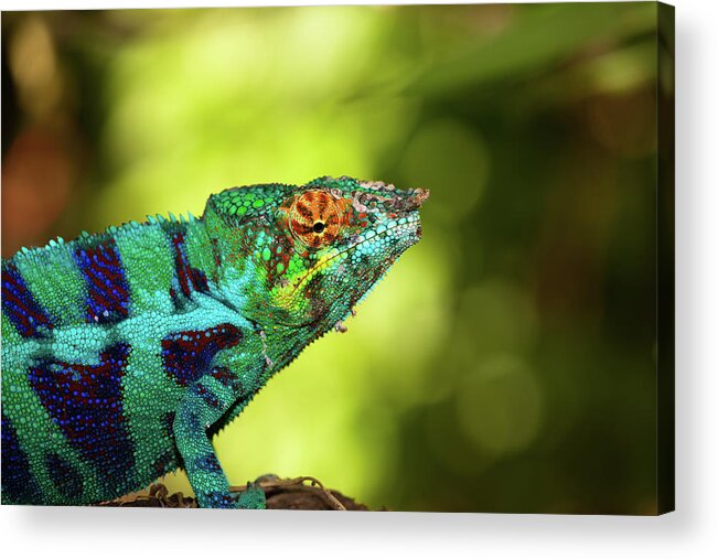 Hiding Acrylic Print featuring the photograph Blue Chameleon by Hnijjar007