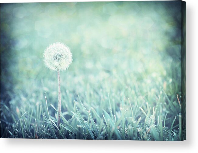 Blue Dandelion Puff Acrylic Print featuring the photograph Blue Dandelion by Michelle Wermuth