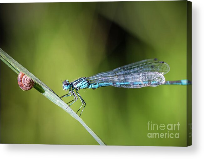 Dragonfly Acrylic Print featuring the photograph Blue Dragonfly insect perched on herb with small snail by Gregory DUBUS