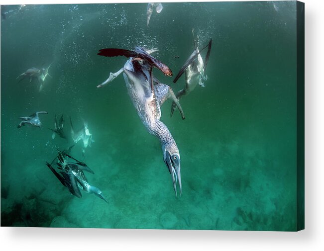 Animal Acrylic Print featuring the photograph Blue Footed Boobies Fishing Underwater by Tui De Roy