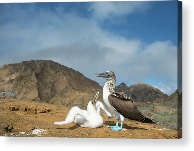 Animal Acrylic Print featuring the photograph Blue Footed Booby Chick Begging by Tui De Roy