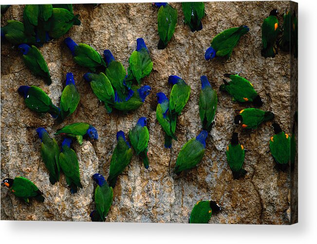 Blue Headed Parrot Acrylic Print featuring the photograph Blue-headed And Barrabands Parrots by Art Wolfe