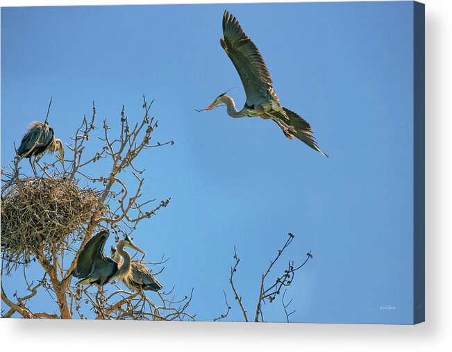 Animals Acrylic Print featuring the photograph Blue Heron Rookery 6 by Leland D Howard