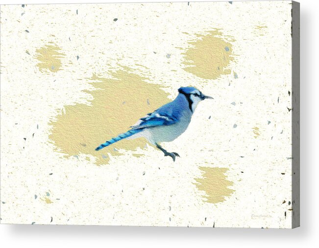 Blue Jay Acrylic Print featuring the photograph Blue Jay and Paint Splashes by Diane Lindon Coy