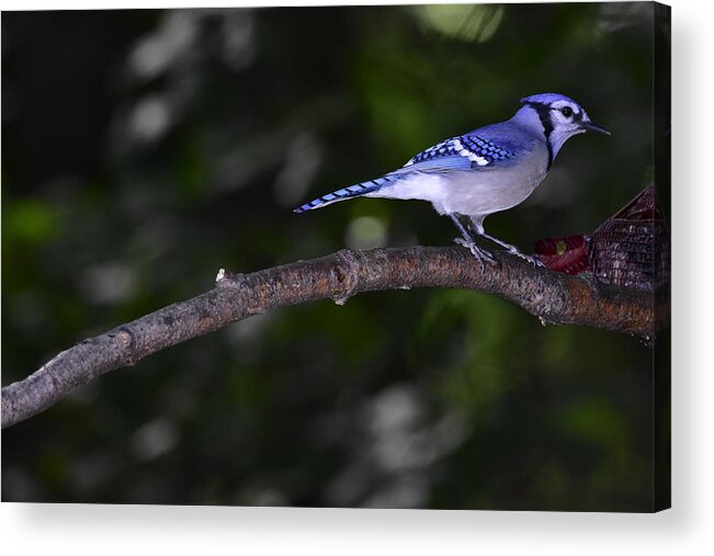 Wall Art Acrylic Print featuring the photograph Blue Jay by Jeffrey PERKINS