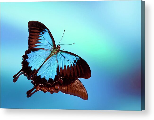 Animal Themes Acrylic Print featuring the photograph Blue Mountain Swallowtail Butterfly by Darrell Gulin
