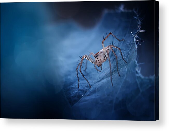Macro Acrylic Print featuring the photograph Blue World Spider by Fauzan Maududdin