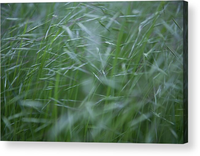 Abstract Acrylic Print featuring the photograph Blurry Wheat by Maria Heyens
