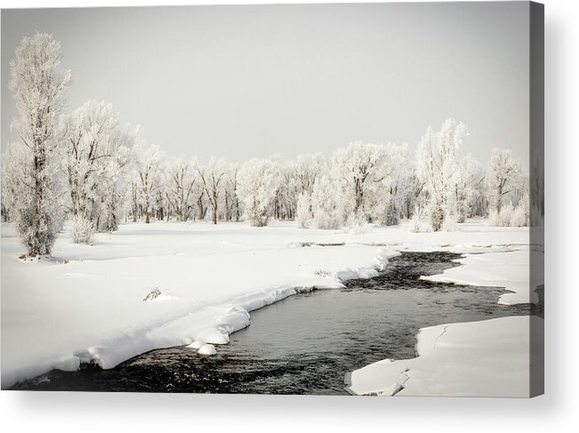 Winter Acrylic Print featuring the photograph Boar Frost by Ronnie And Frances Howard