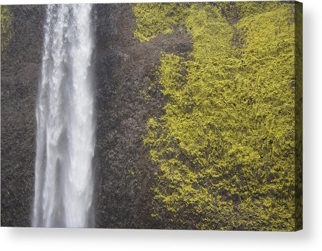 Bold Latourell Acrylic Print featuring the photograph Bold Latourell by Dylan Punke