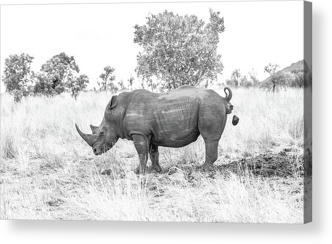 Rhino Acrylic Print featuring the photograph Bomb's Away by Hamish Mitchell