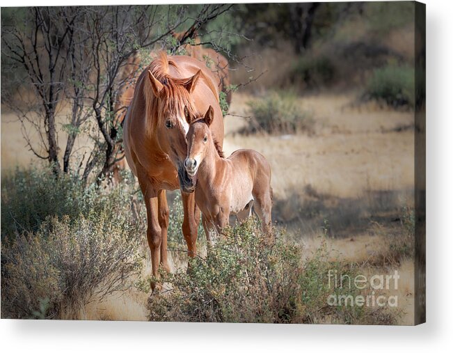 Mare Acrylic Print featuring the photograph Bonding by Lisa Manifold