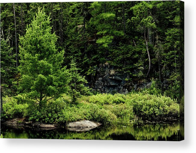 Silence Acrylic Print featuring the photograph Boreal Forest by Mmeemil