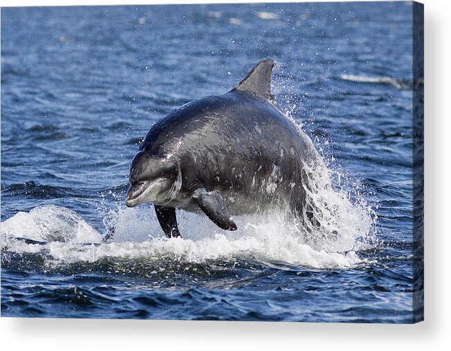 Animal Themes Acrylic Print featuring the photograph Bottlenose Dolphin Breach by Catherine Clark/www.cjdolfinphotography.co.uk