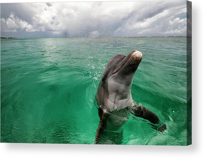 Scenics Acrylic Print featuring the photograph Bottlenose Dolphin In Shallow Water by Mike Hill