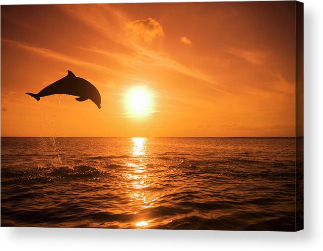 Orange Color Acrylic Print featuring the photograph Bottlenose Dolphin Tursiops Truncatus by Rene Frederick