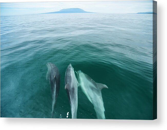 Animal Acrylic Print featuring the photograph Bottlenose Dolphins Bowriding by Tui De Roy