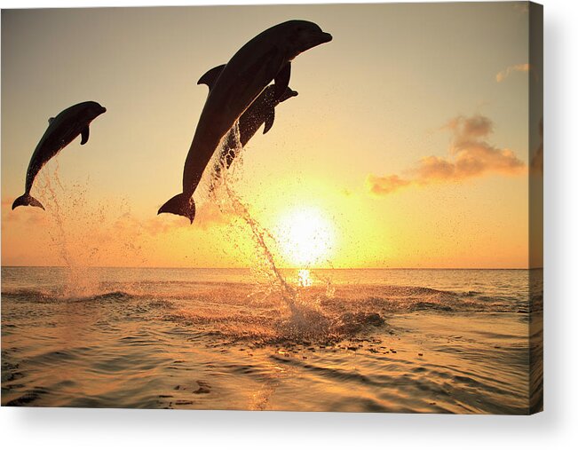 Bay Islands Acrylic Print featuring the photograph Bottlenose Dolphins by Stuart Westmorland