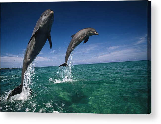 Vertebrate Acrylic Print featuring the photograph Bottlenose Dolphins, Tursiops Truncatus by Stuart Westmorland