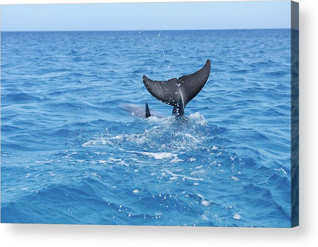 Scenics Acrylic Print featuring the photograph Bottlenose Dophin Tail Fin by Martin Ruegner