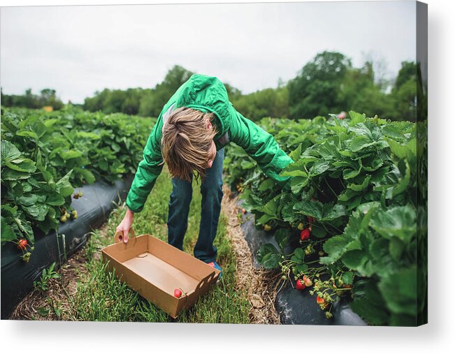 Boy Acrylic Print featuring the photograph Boy Picking Strawberries At Field by Cavan Images
