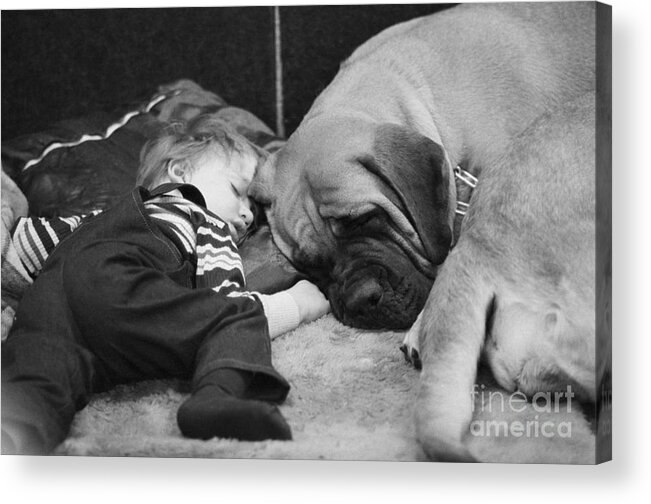 Toddler Acrylic Print featuring the photograph Boy Sleeping With Mastiff by Bettmann