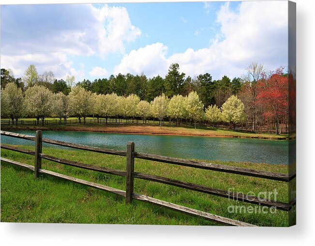 Bradford Pear Acrylic Print featuring the photograph Bradford Pear Trees Blooming by Jill Lang