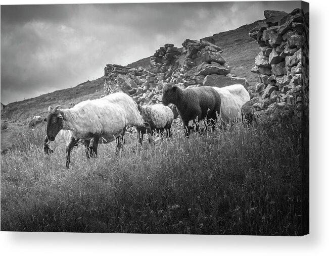 Sheep Acrylic Print featuring the photograph Break on Through by Mark Callanan