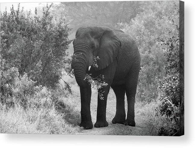 Male Elephant Acrylic Print featuring the photograph Breakfast in the African Bush by Marcy Wielfaert