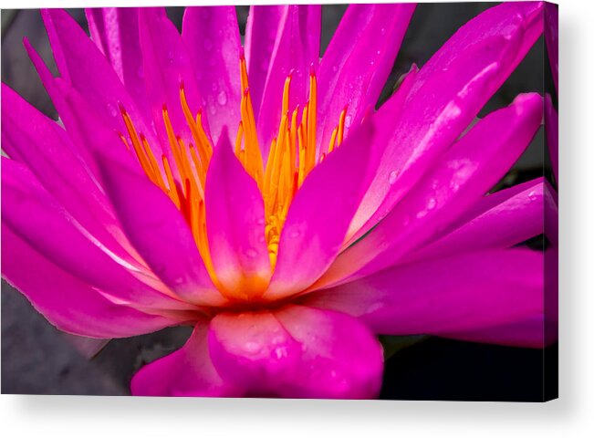 Pink Acrylic Print featuring the photograph Bright Pink Water Lily in the Sun at Sara P Duke Garden by L Bosco
