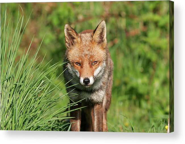 England Acrylic Print featuring the photograph British Red Fox by Gp232