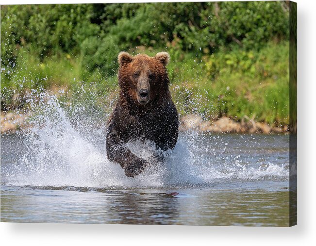 Bear Acrylic Print featuring the photograph Brown Bear Charges Head On by Tony Hake