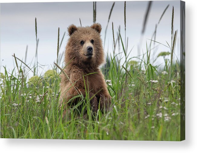 Bear Acrylic Print featuring the photograph Brown Bear Cub in a Meadow by Mark Hunter