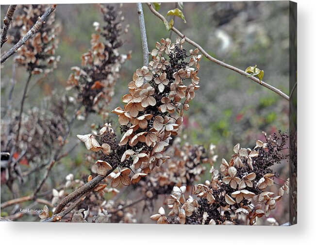 Plant Acrylic Print featuring the photograph Brown Blossoms by Kay Lovingood