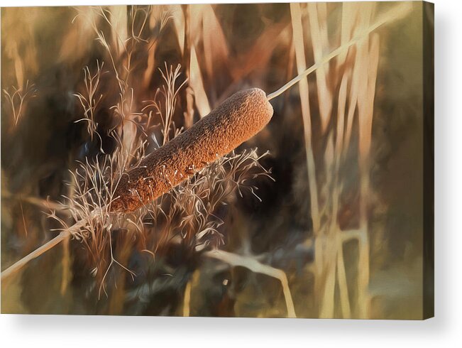 Brown Cattail With Soft Yellow Pastel Acrylic Print featuring the photograph Brown Cattail With Soft Yellow Pastel by Anthony Paladino