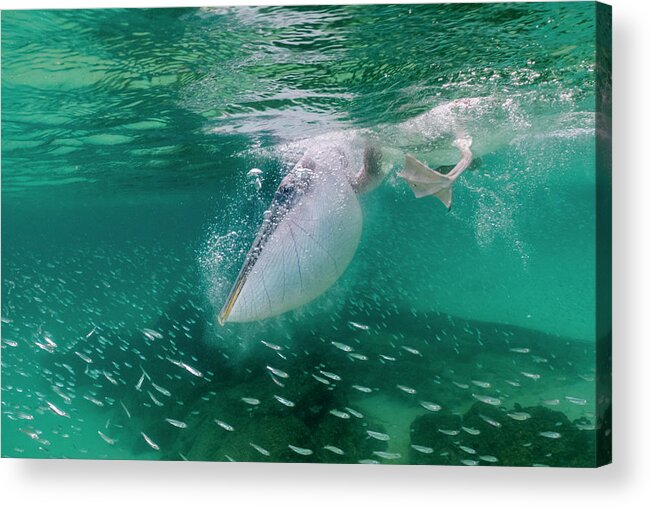 Animal Acrylic Print featuring the photograph Brown Pelican Diving Off Santiago Island by Tui De Roy