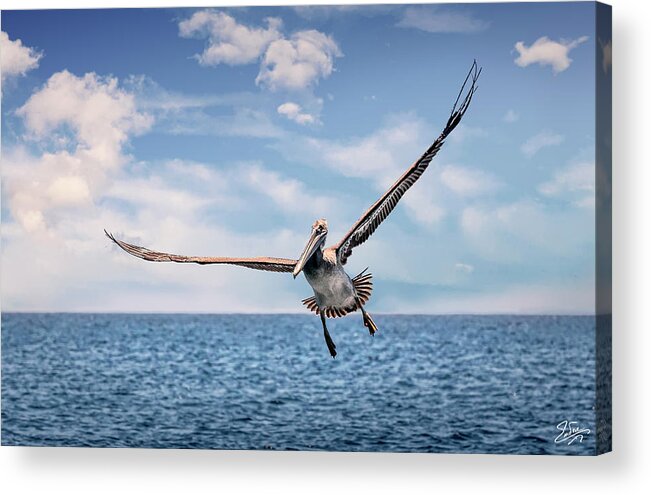 Brown Pelican Acrylic Print featuring the photograph Brown Pelican Number Three by Endre Balogh