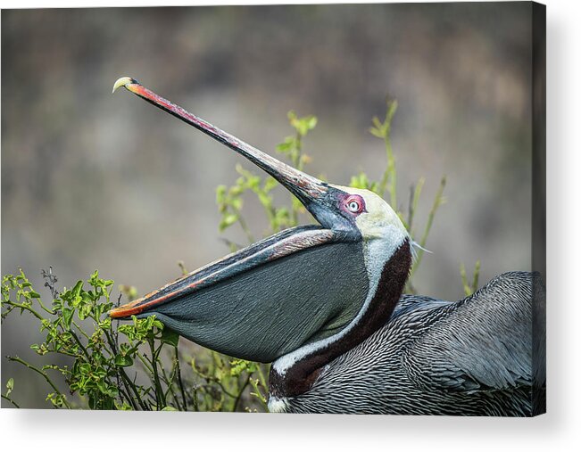 Animals Acrylic Print featuring the photograph Brown Pelican Stretching, Galapagos by Tui De Roy