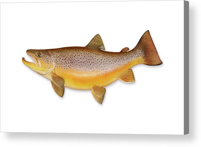 Recreational Pursuit Acrylic Print featuring the photograph Brown Trout With Clipping Path by Georgepeters
