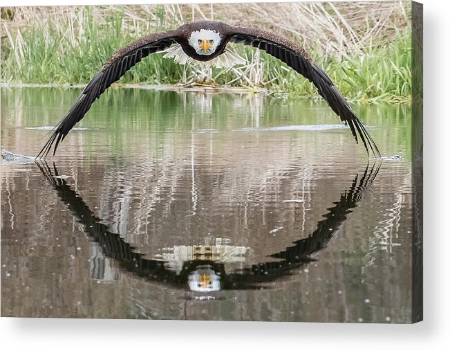 Eagle Acrylic Print featuring the photograph Bruce the Bald Eagle by Steve Biro